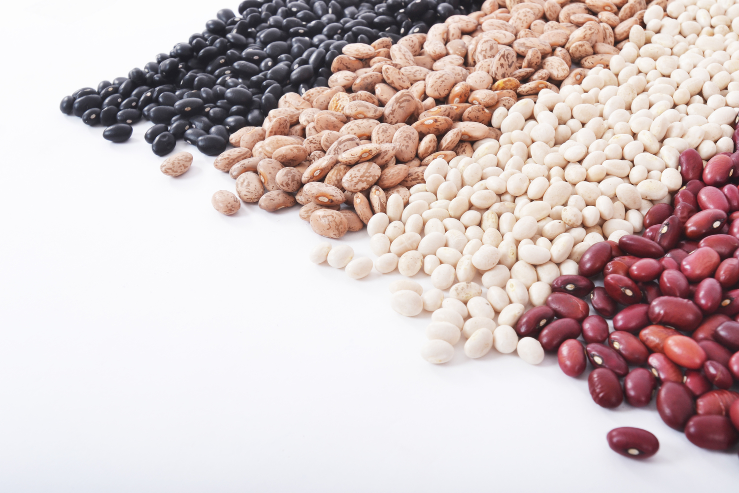 Bayside Best Beans, Llc