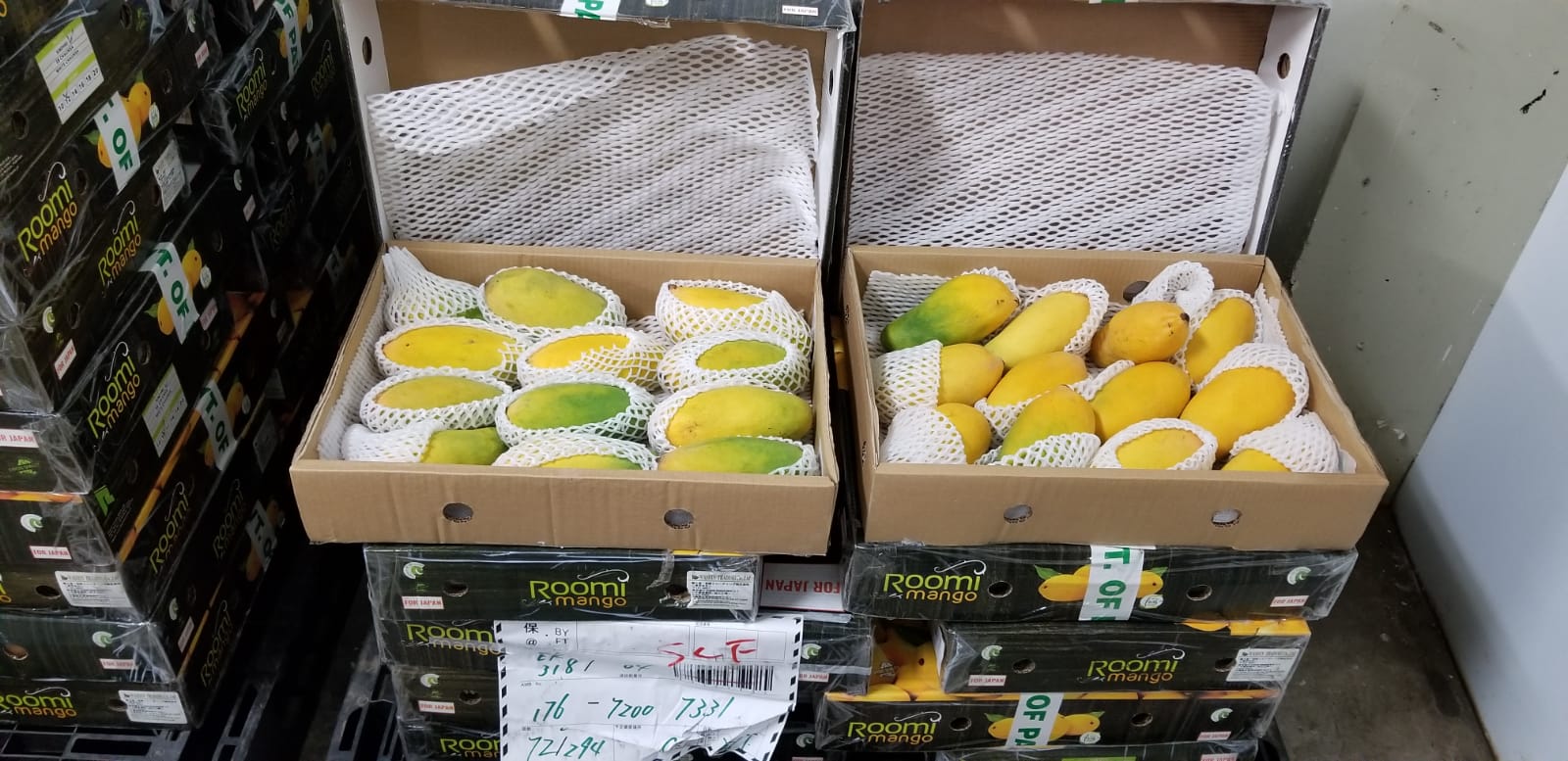 Japan Mango Pack_Sindhri (13).jpeg