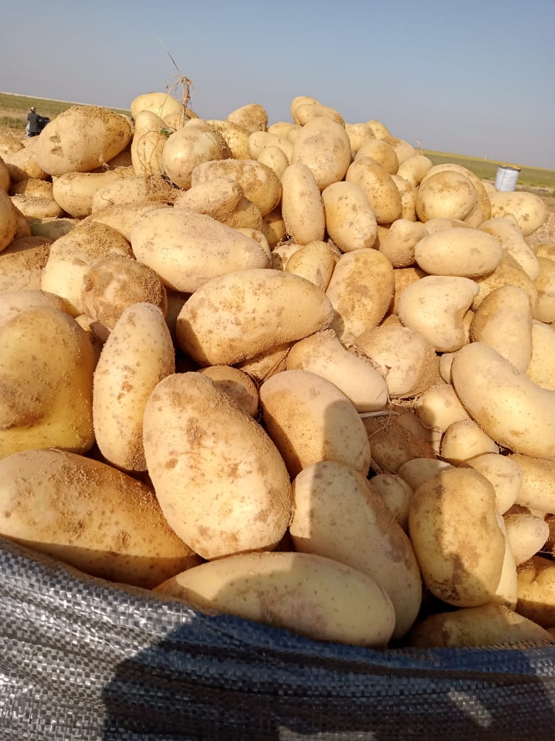 SelectGreens Spunta potatoes 1.jpg