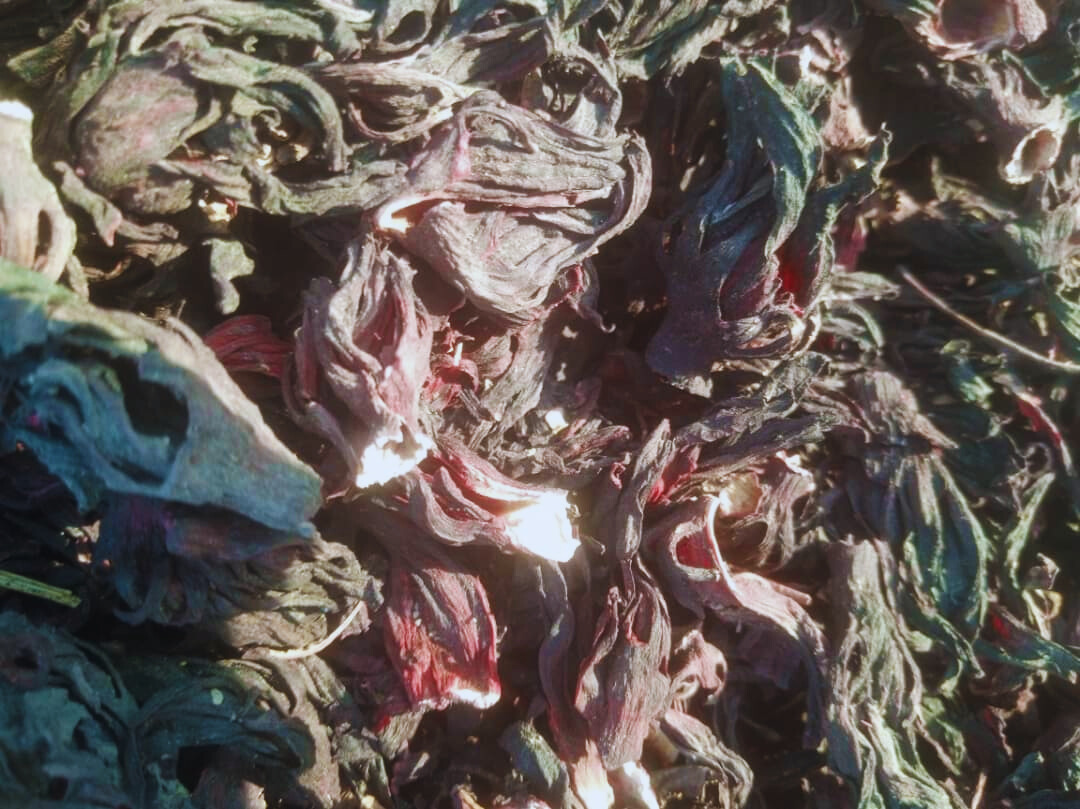 HIBISCUS Blanc.jpg