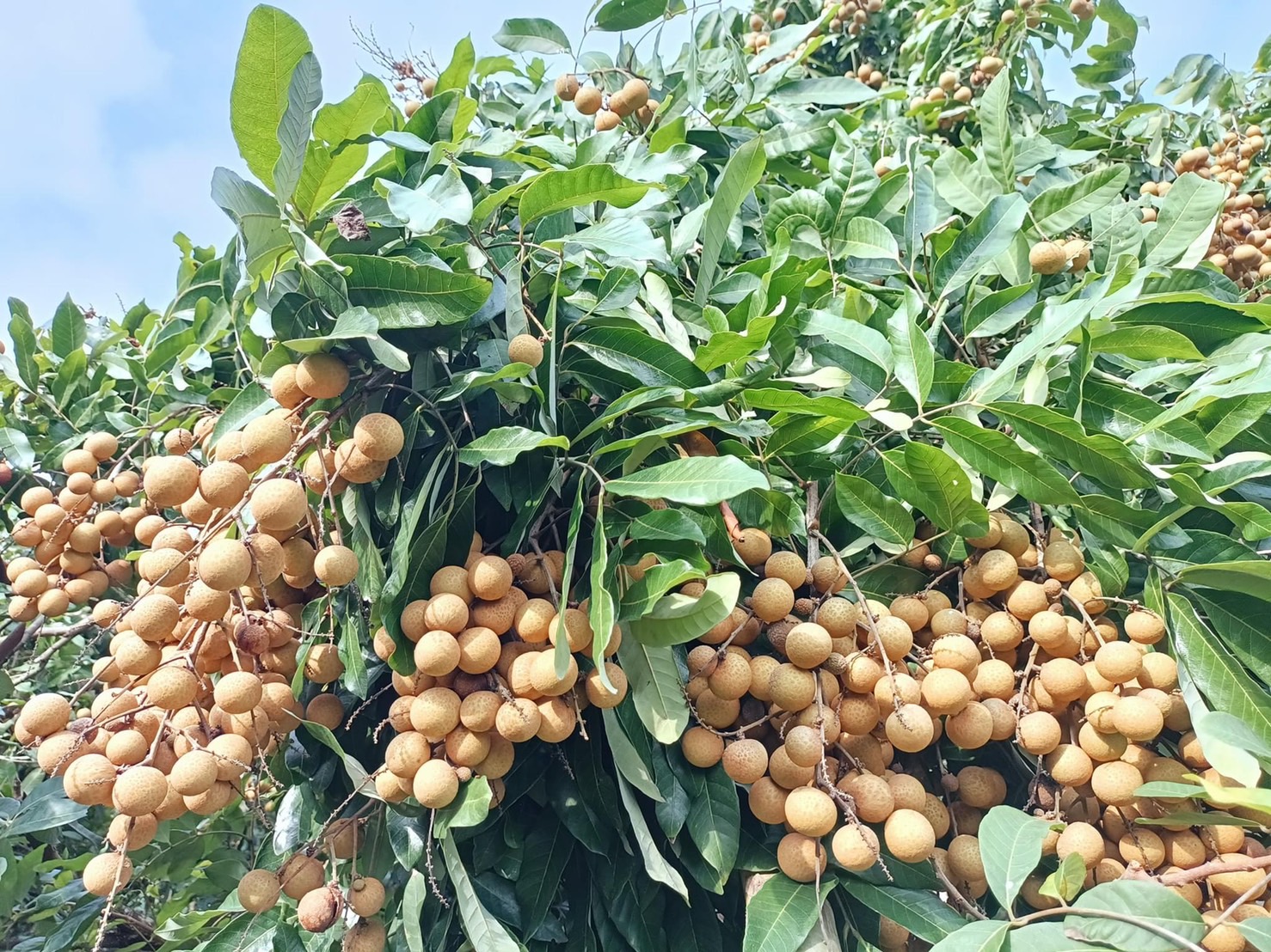태국 Fresh Longan - S__46047381.jpg