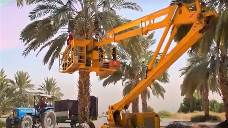 이스라엘 Dried Date - IL_Date_plantation4.png