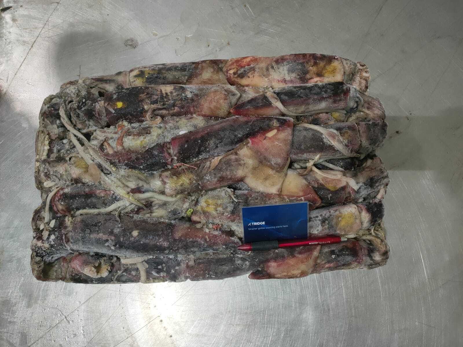 인도네시아 Frozen Squid - Image_2023-03-18_at_10.43.592.jpeg