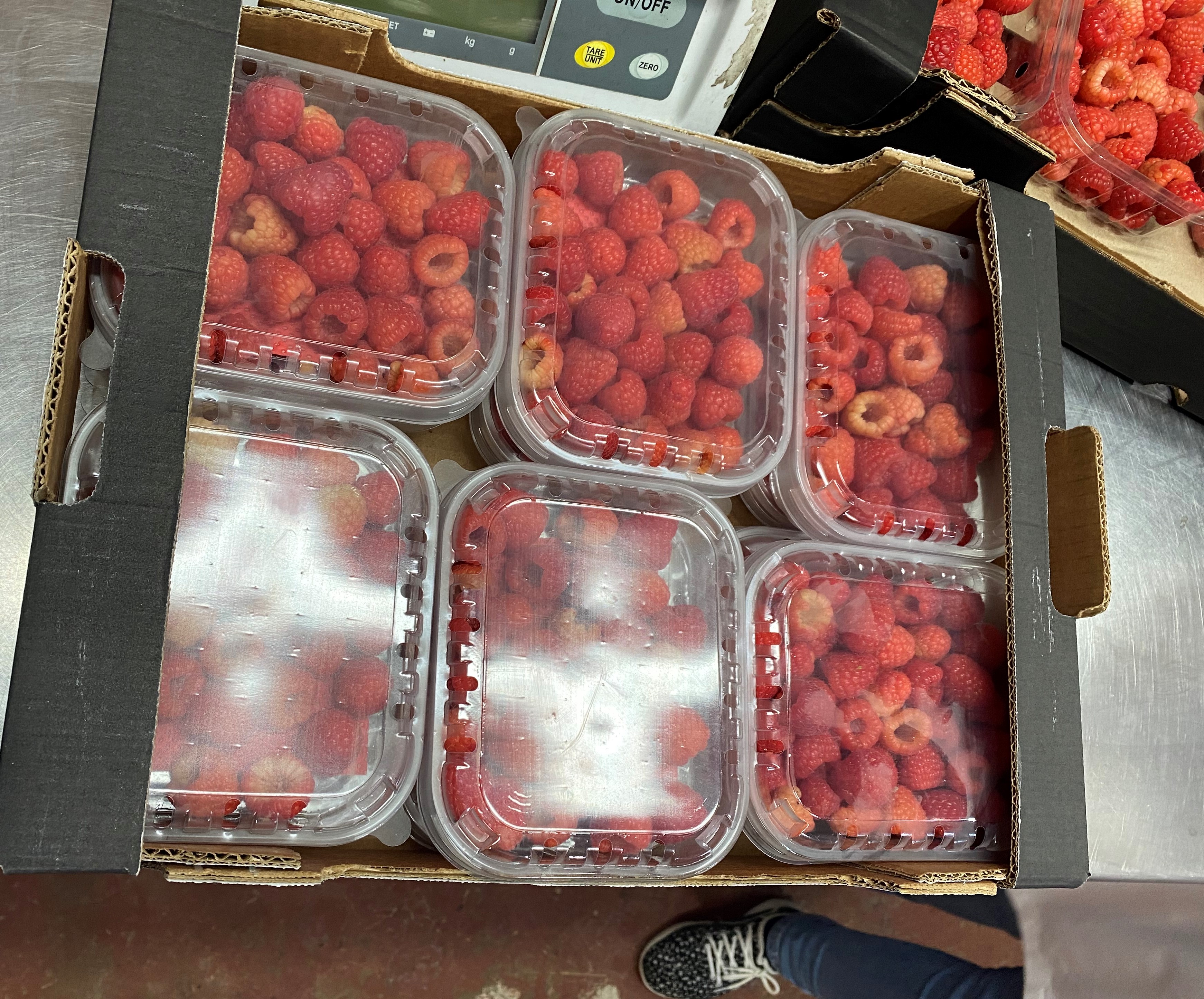 Morocco Fresh Raspberry - IMG_4610.JPG