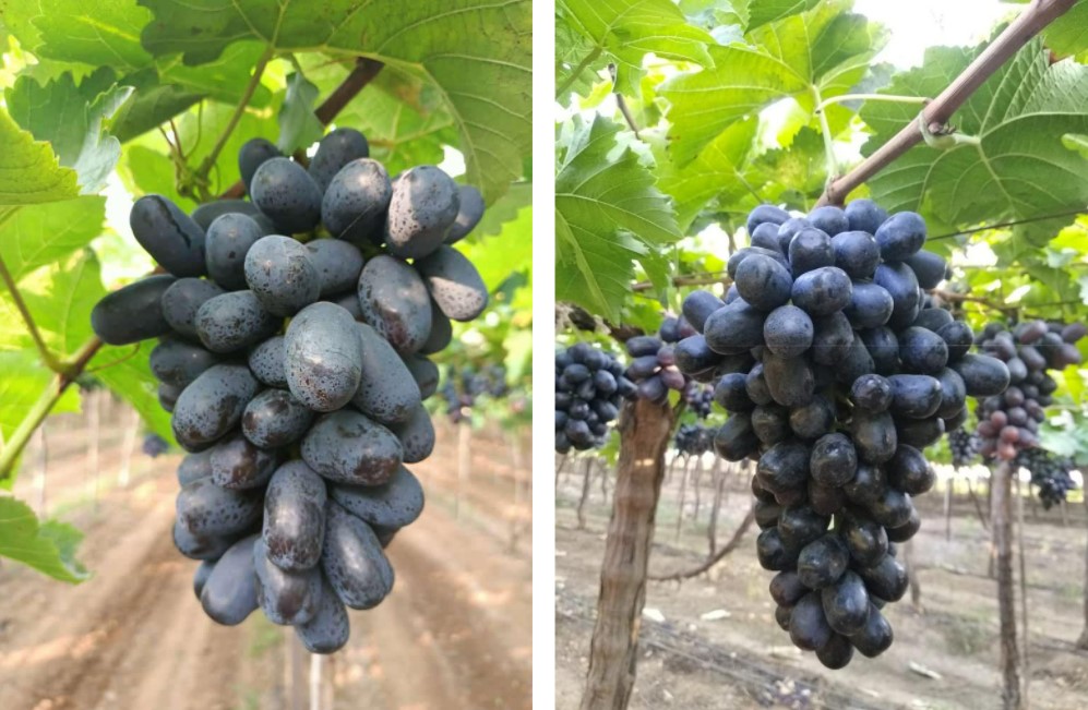 India Fresh Table Grape - 2.jpg