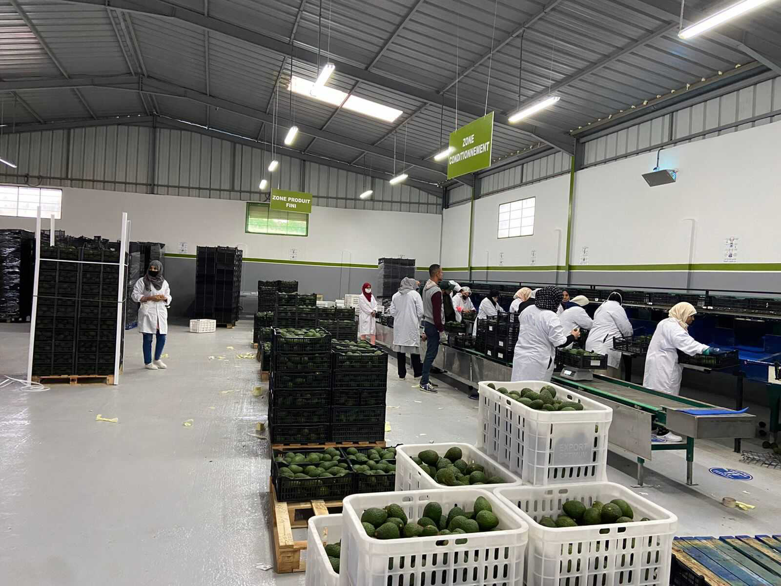 모로코 Fresh Avocado - 1.jpg