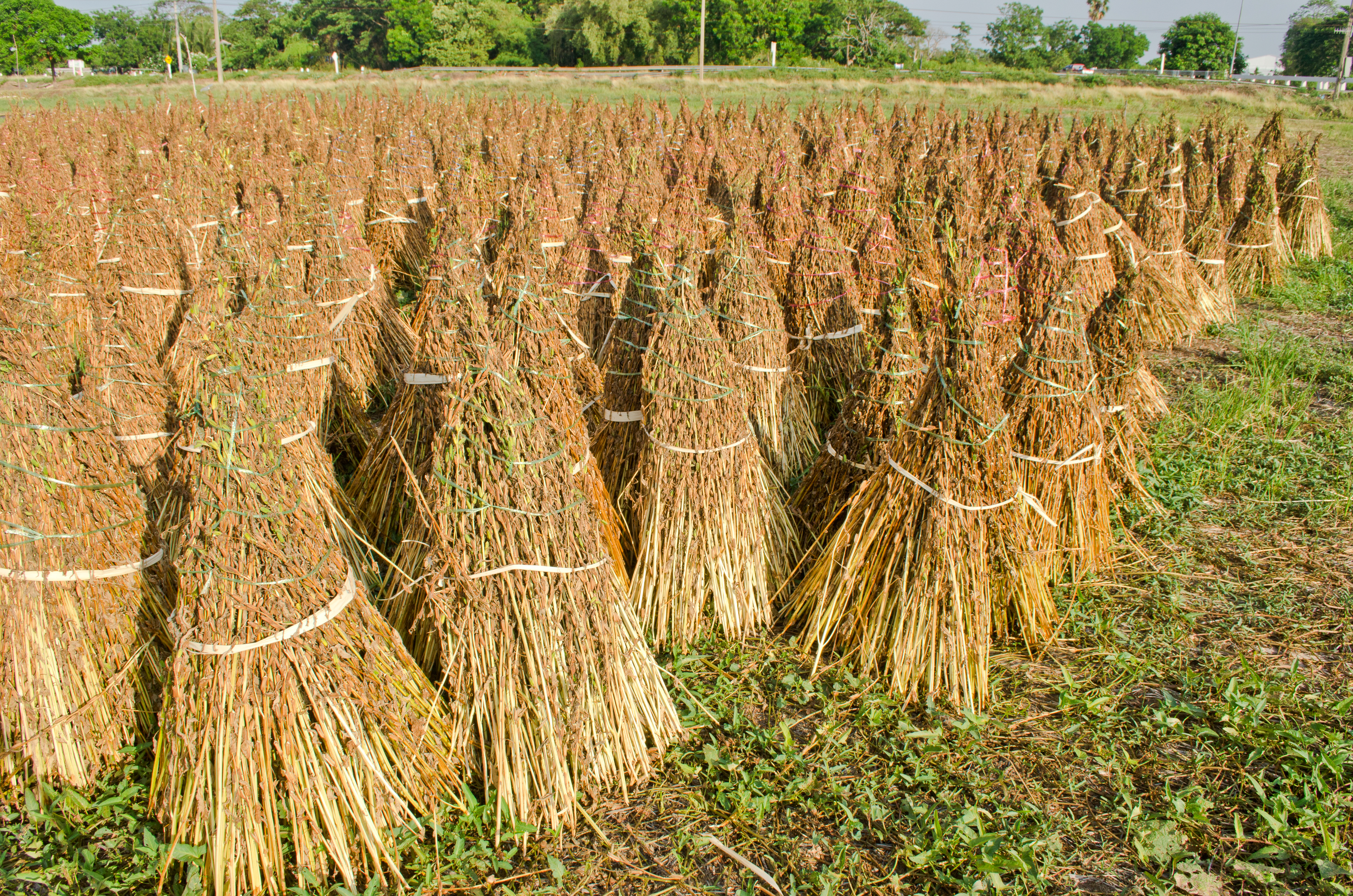브라질 Sesame Seed - shutterstock_281850677.jpg