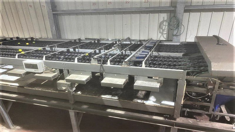 이스라엘 Fresh Grapefruit - IL_Grapefruit_Processing2.jpeg