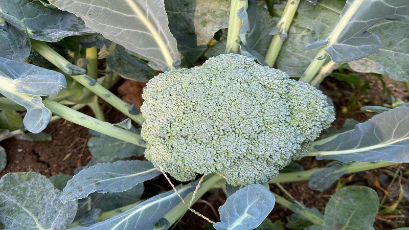 중국 Fresh Headed Broccoli - CN_Broccoli_plantation3.jpg