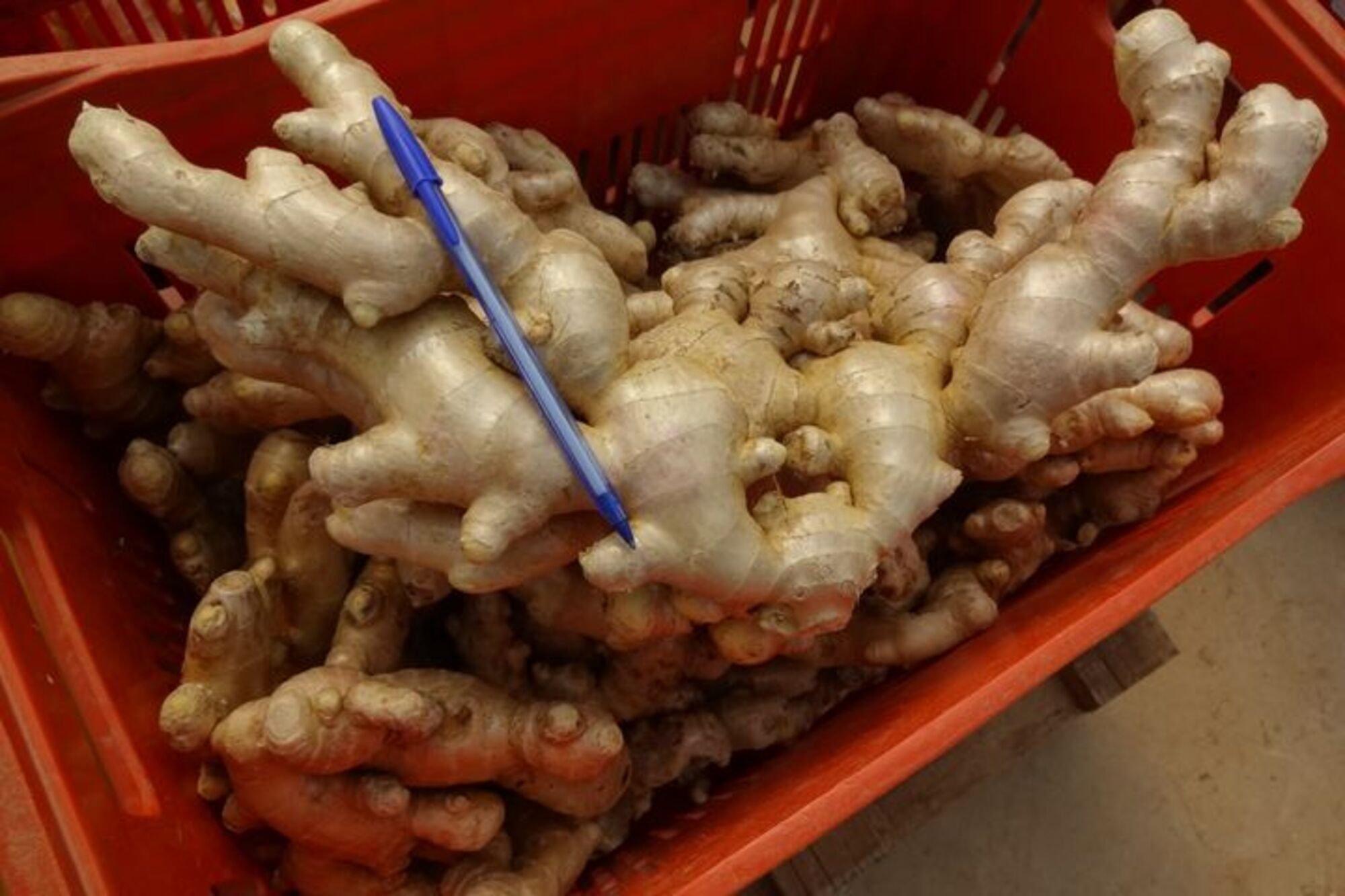 Brazil Whole Common Ginger - 1111.jpg