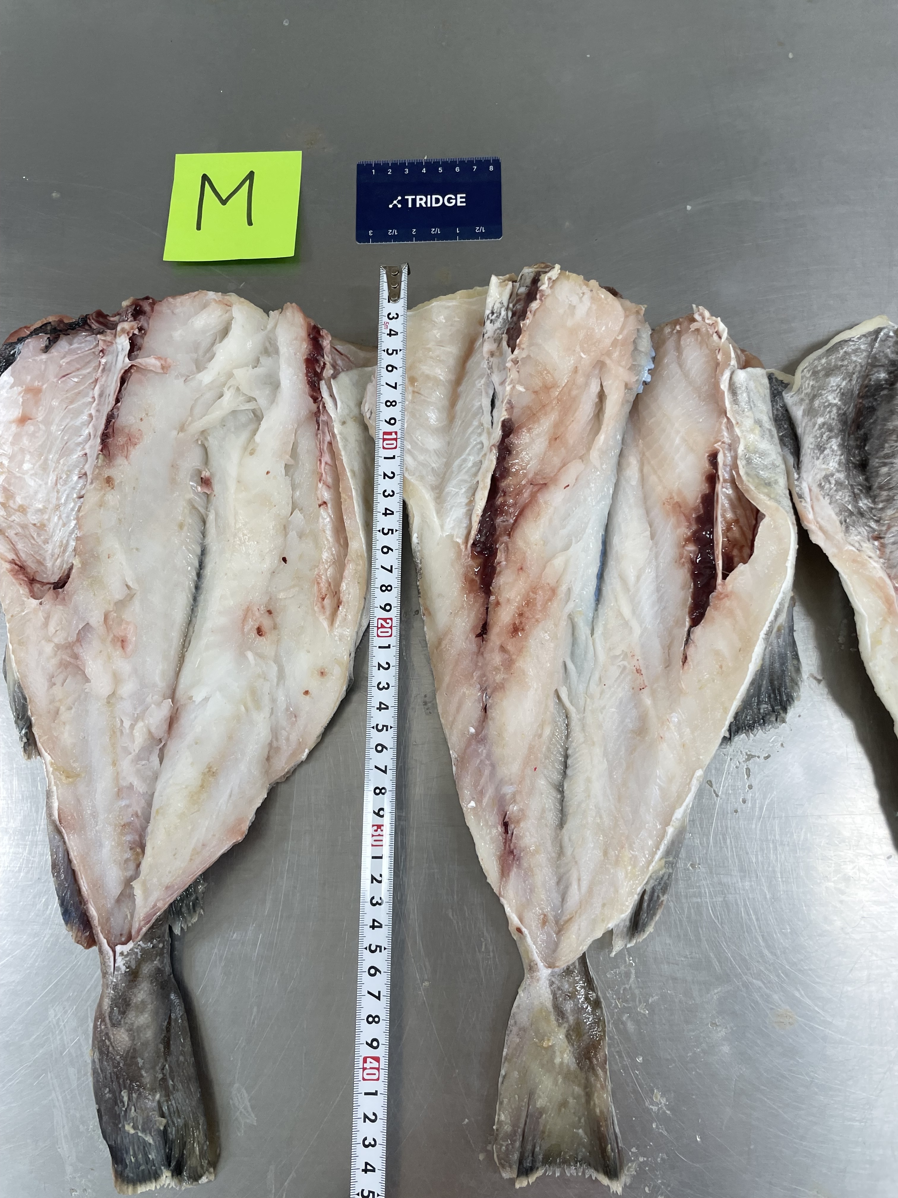러시아 Frozen Whole Pacific Cod - cod_6.JPG