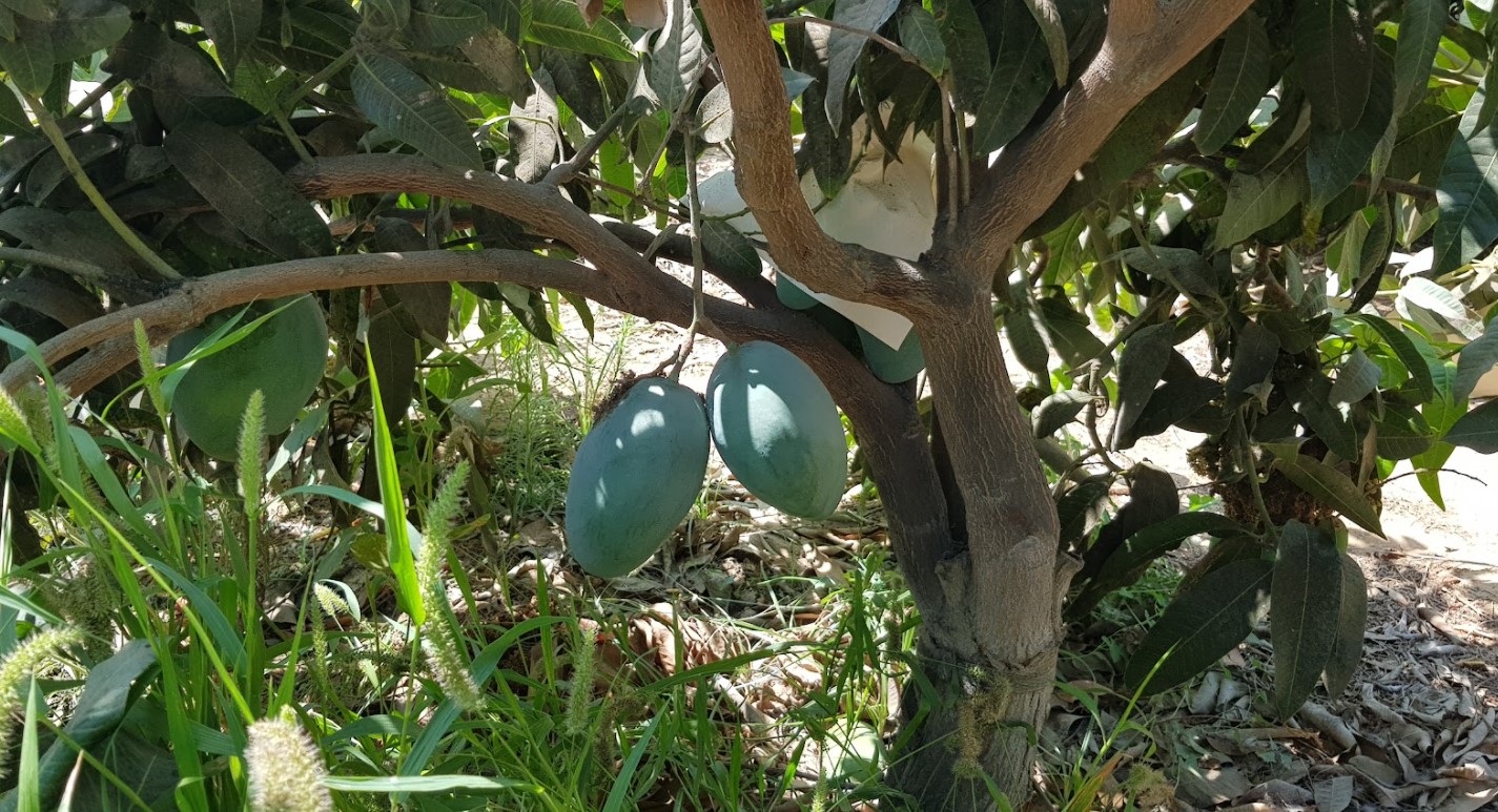 이집트 Fresh Mango - %ED%99%94%EB%A9%B4_%EC%BA%A1%EC%B2%98_2021-07-30_092425.jpg