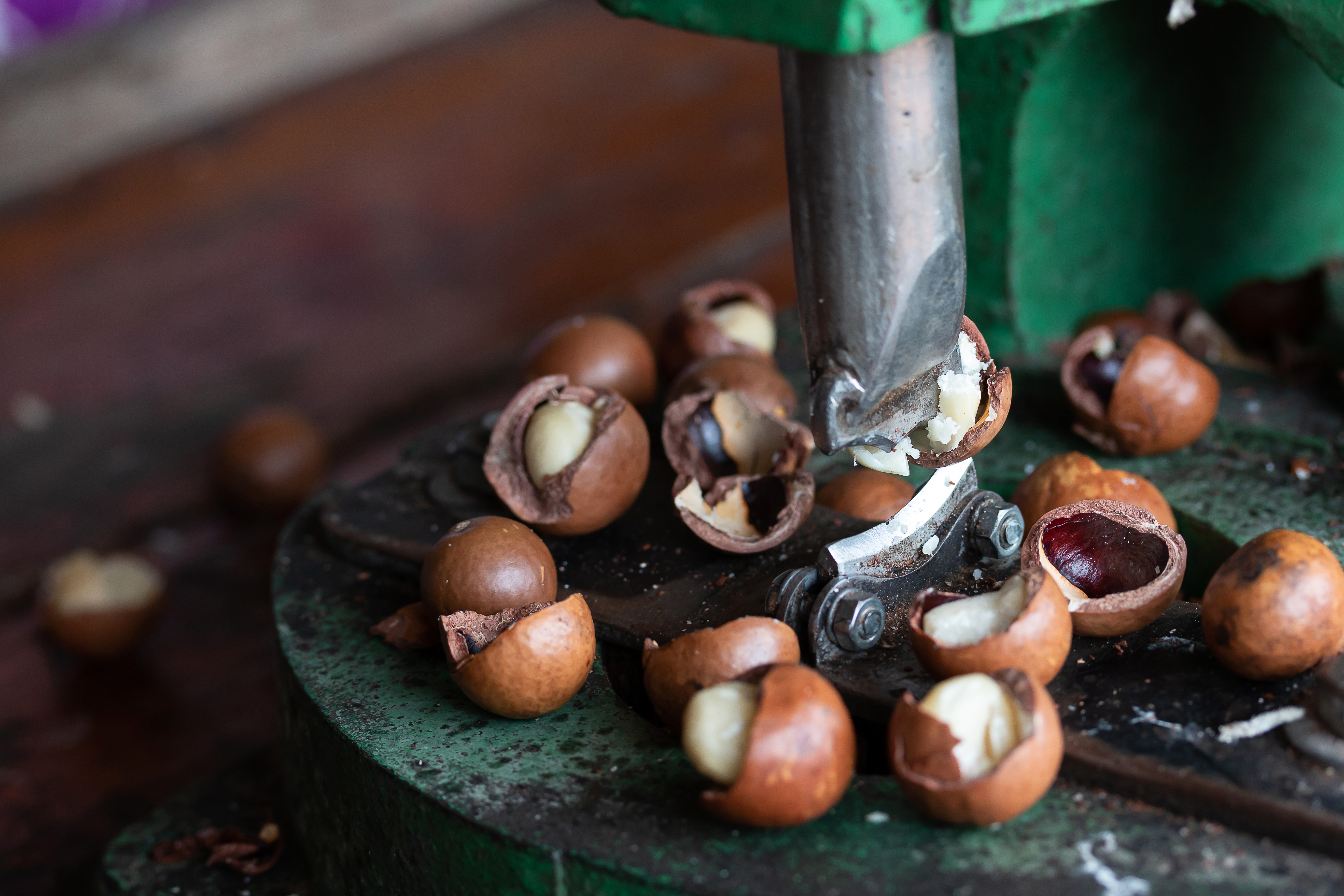 Australia Macadamia Kernel - Australia-Macadamia-229940.jpg