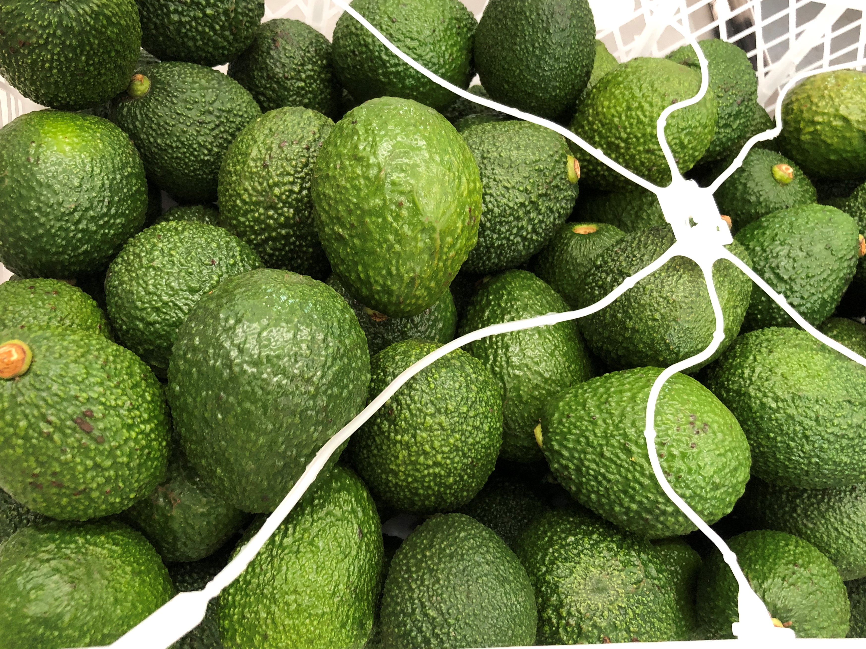 Colombia Fresh Avocado - Avocado_Colombia_4.jpg