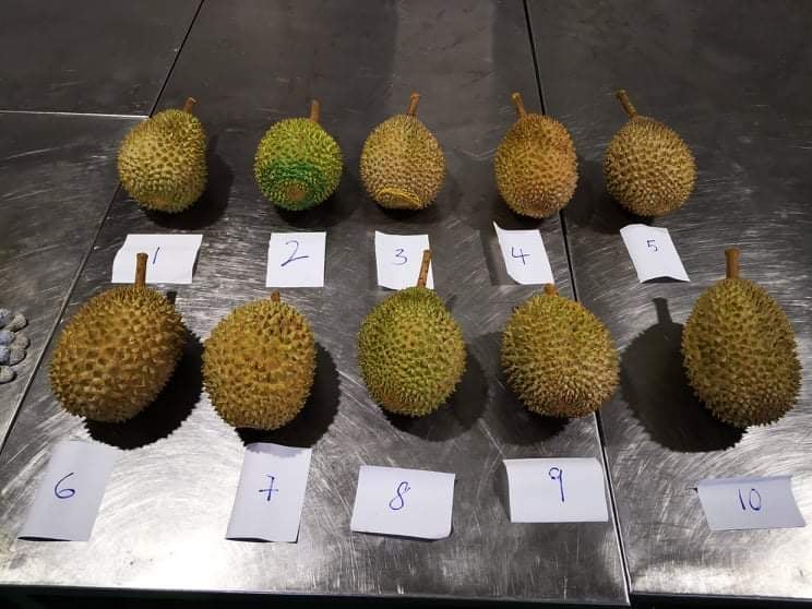 말레이시아 Frozen Common Durian - Malaysia-Frozen-Common-Durian-488567.jpg