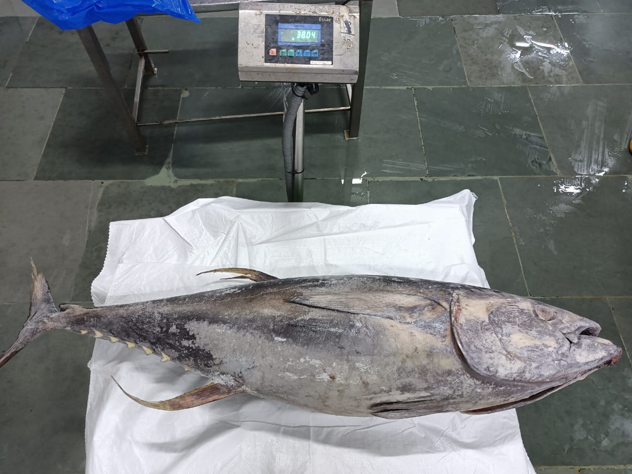 India Frozen Whole Yellowfin Tuna - India-Frozen-Whole-Yellowfin-Tuna-549570.jpg