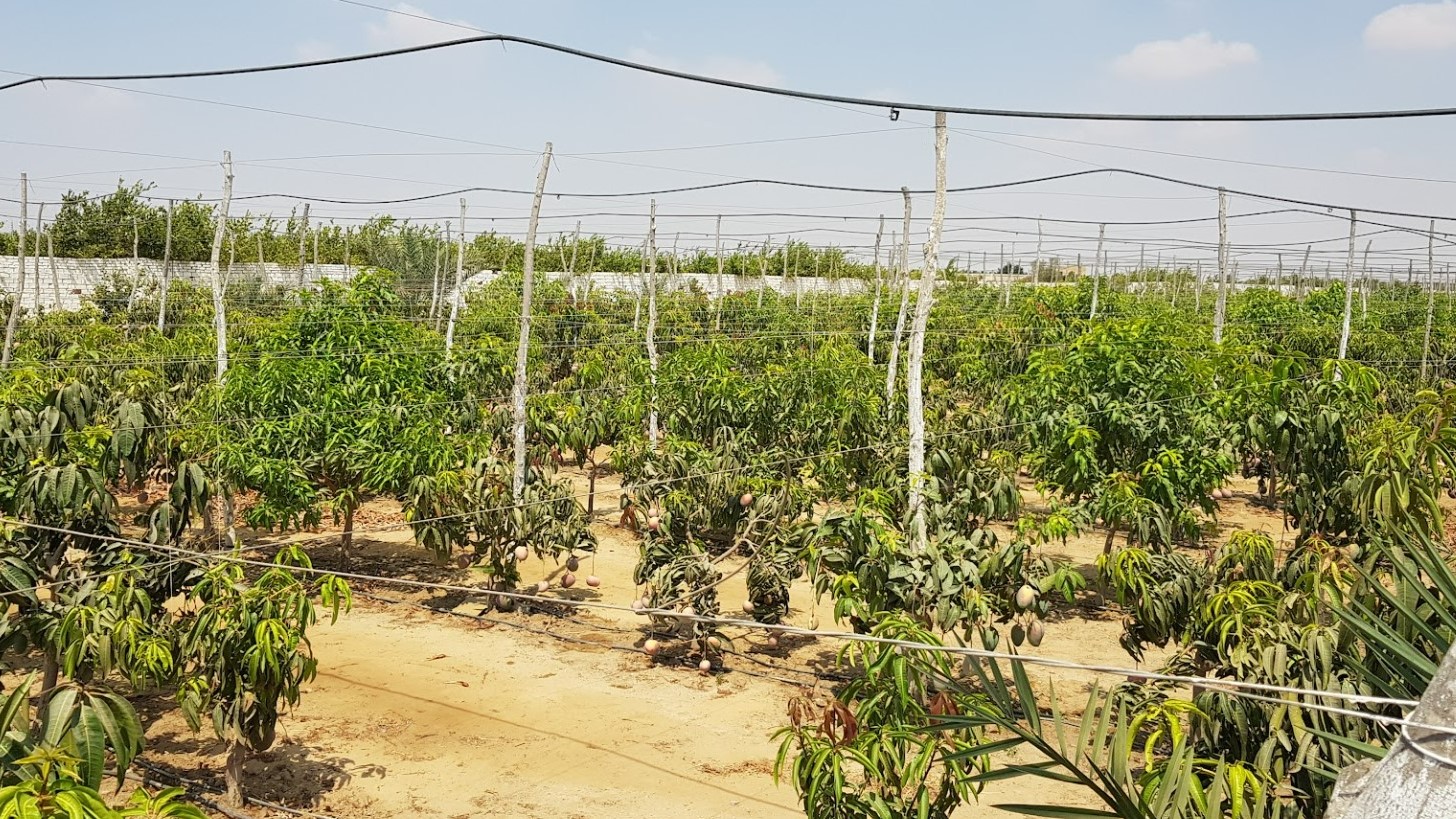 이집트 Fresh Mango - Egypt_-_Fresh_Mango11.jpg