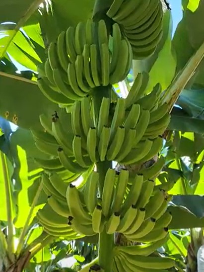 베트남 Fresh Banana - Screenshot_7.jpg