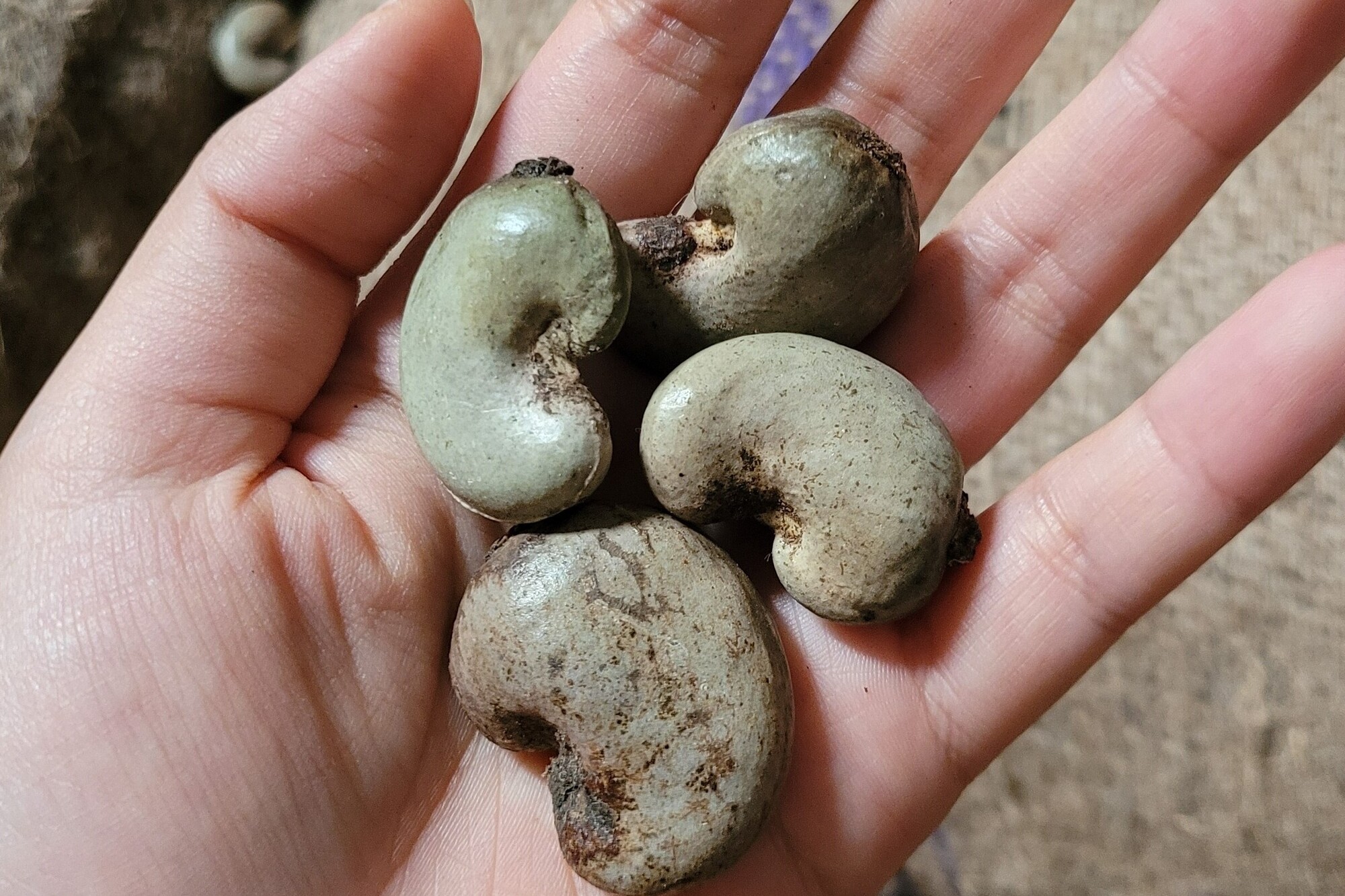 탄자니아 Raw Cashew Nut - 3.jpg