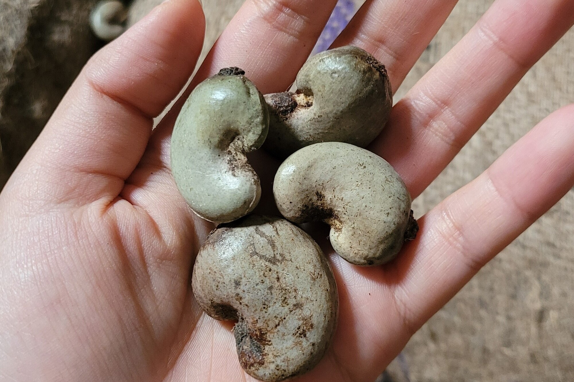 Tanzania Raw Cashew Nut - 3.jpg