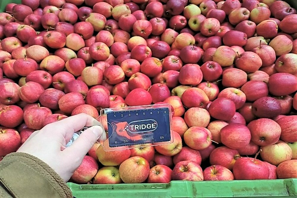 폴란드 Fresh Apple - Polishapple_tridge1_1.jpg