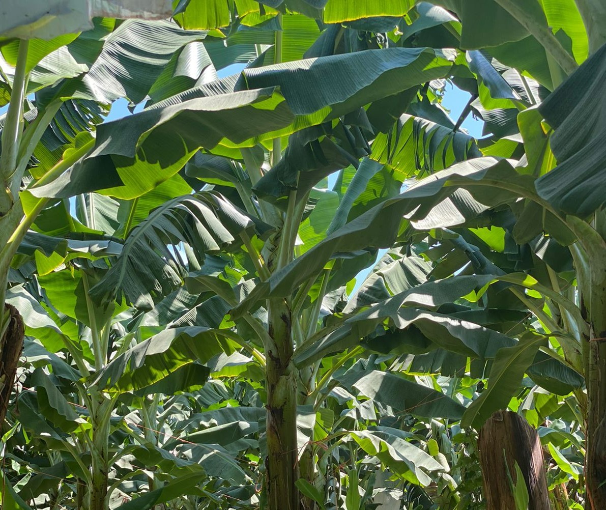 멕시코 Fresh Banana - 2.jpeg