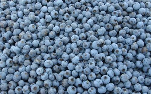 페루 Frozen Blueberry - arandanos_iqf_a_3.jpg