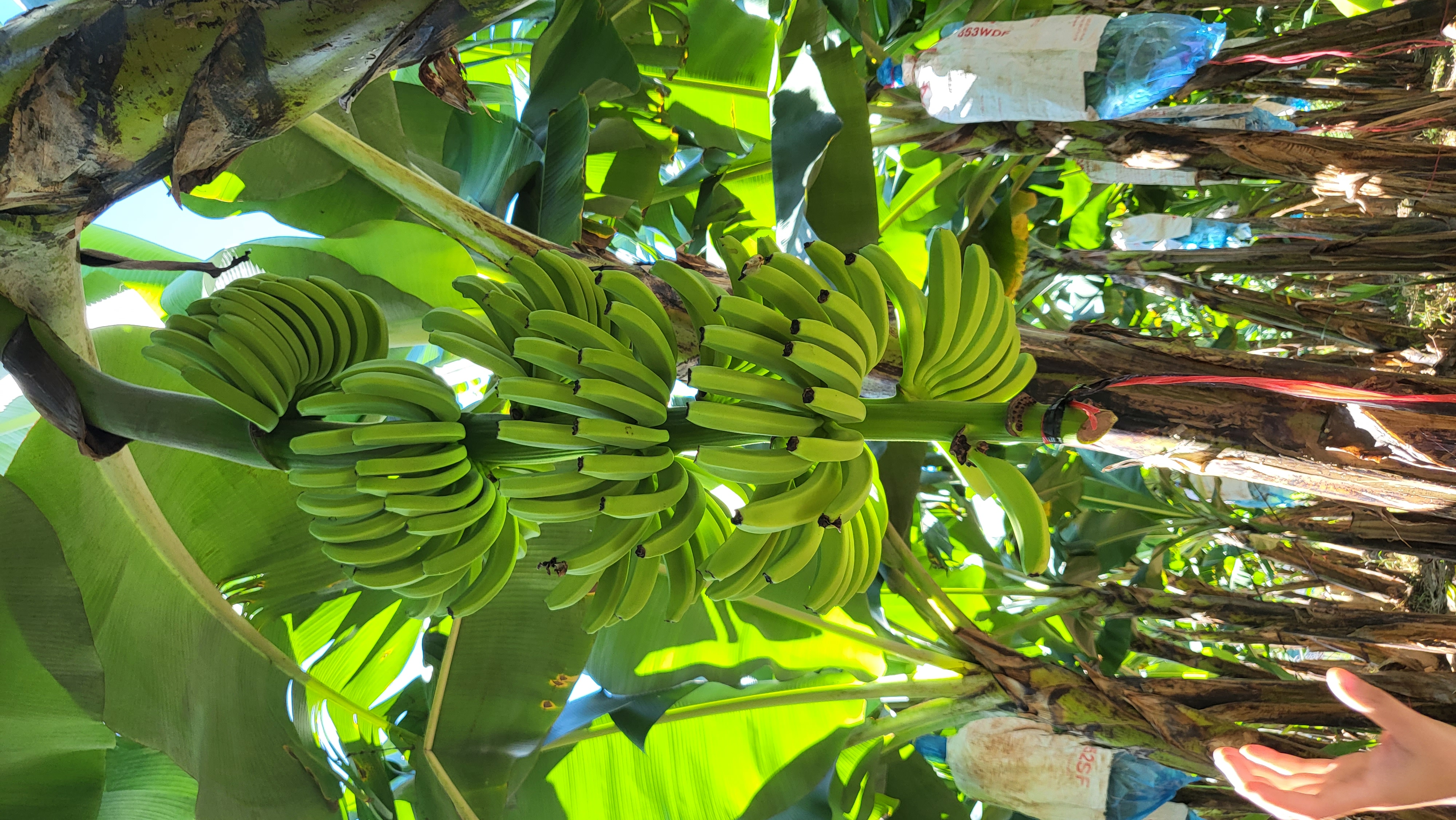 베트남 Fresh Banana - 20221128_135042.jpg