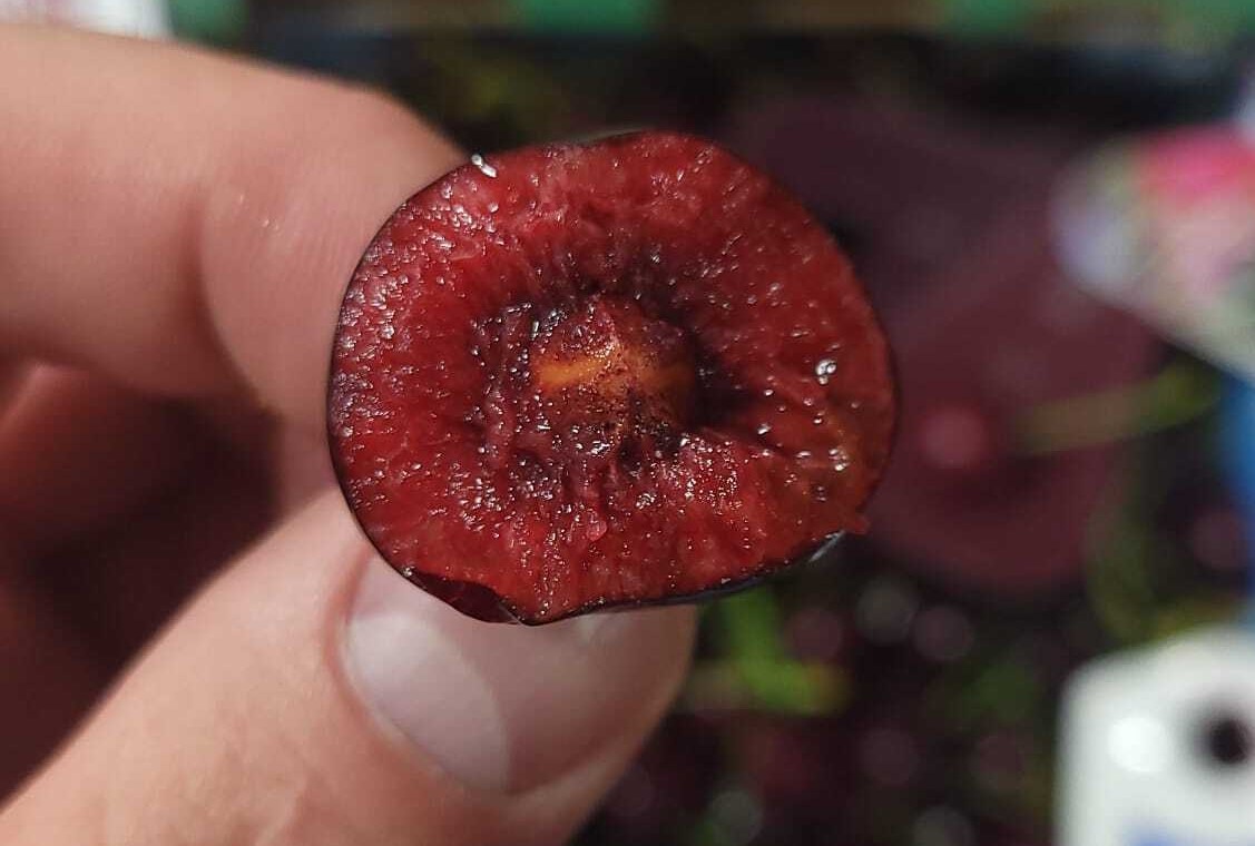 캐나다 Fresh Sweet Cherry - WhatsApp_Image_2021-07-16_at_10.15.23_AM_2.jpeg