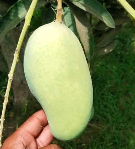 Pakistan Fresh Mango - Image_from_iOS_65.jpg