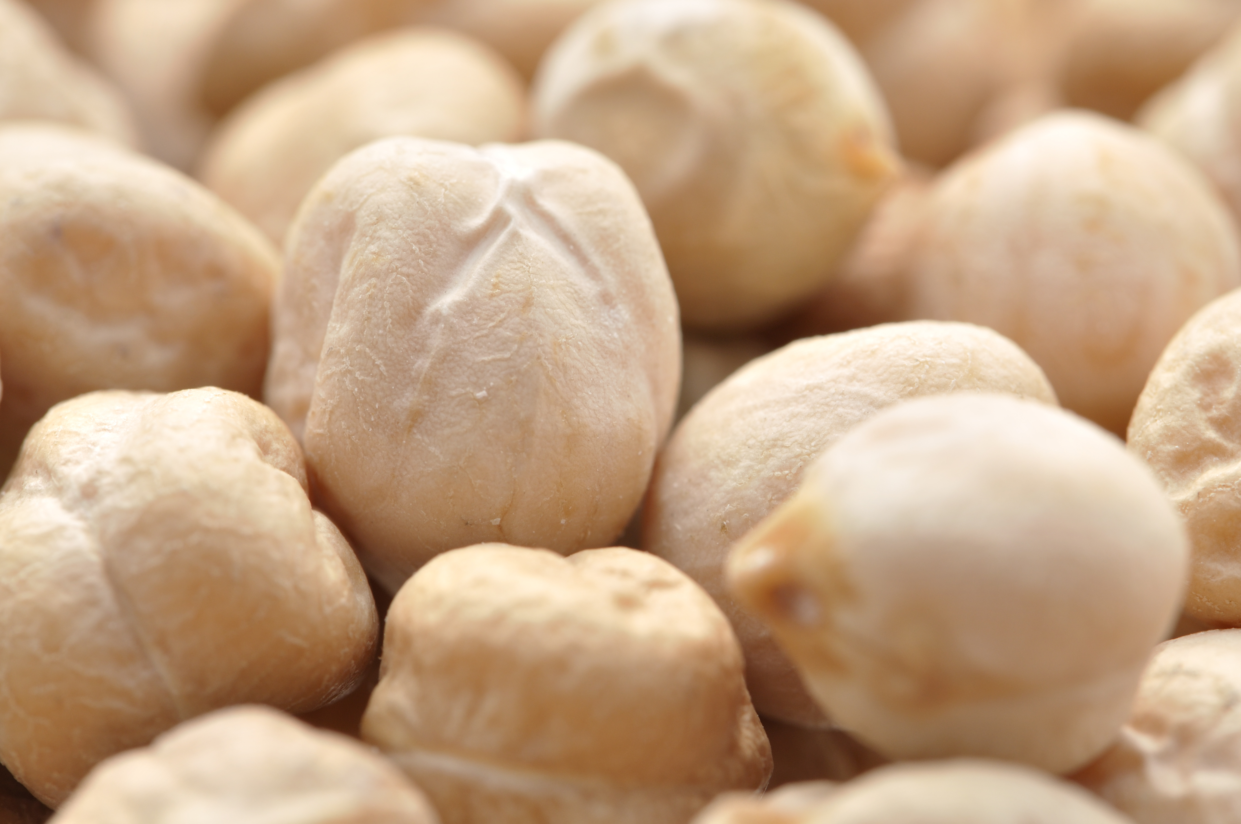 아르헨티나 Dried Chickpea - AdobeStock_38614427.jpeg