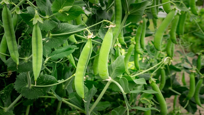 중국 Frozen Common Pea - CN_Greenpeas_plantation1.jpg
