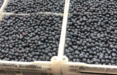 칠레 Fresh Blueberry - %EA%B7%B8%EB%A6%BC4.jpg