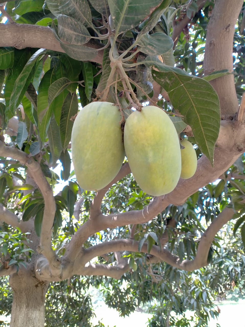 Pakistan Fresh Mango - Ginza_International_3.jpg