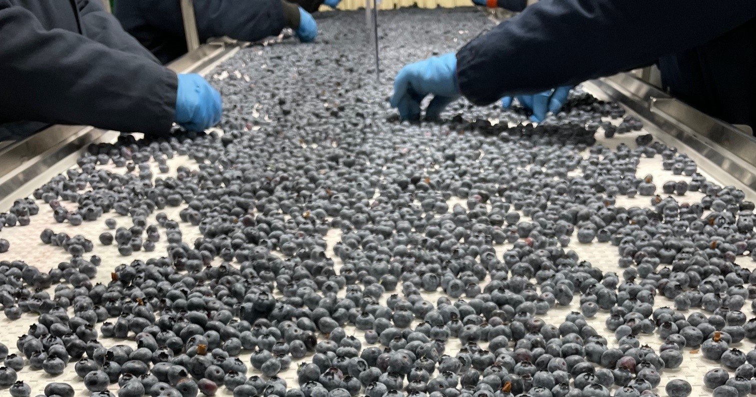 미국 Fresh Blueberry - BC_Blueberry_2.jpg