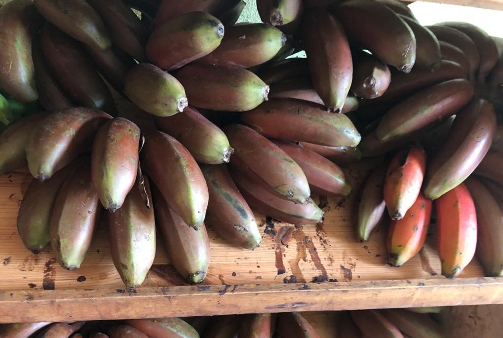 카메룬 Fresh Banana - red_fig_banana2.jpeg