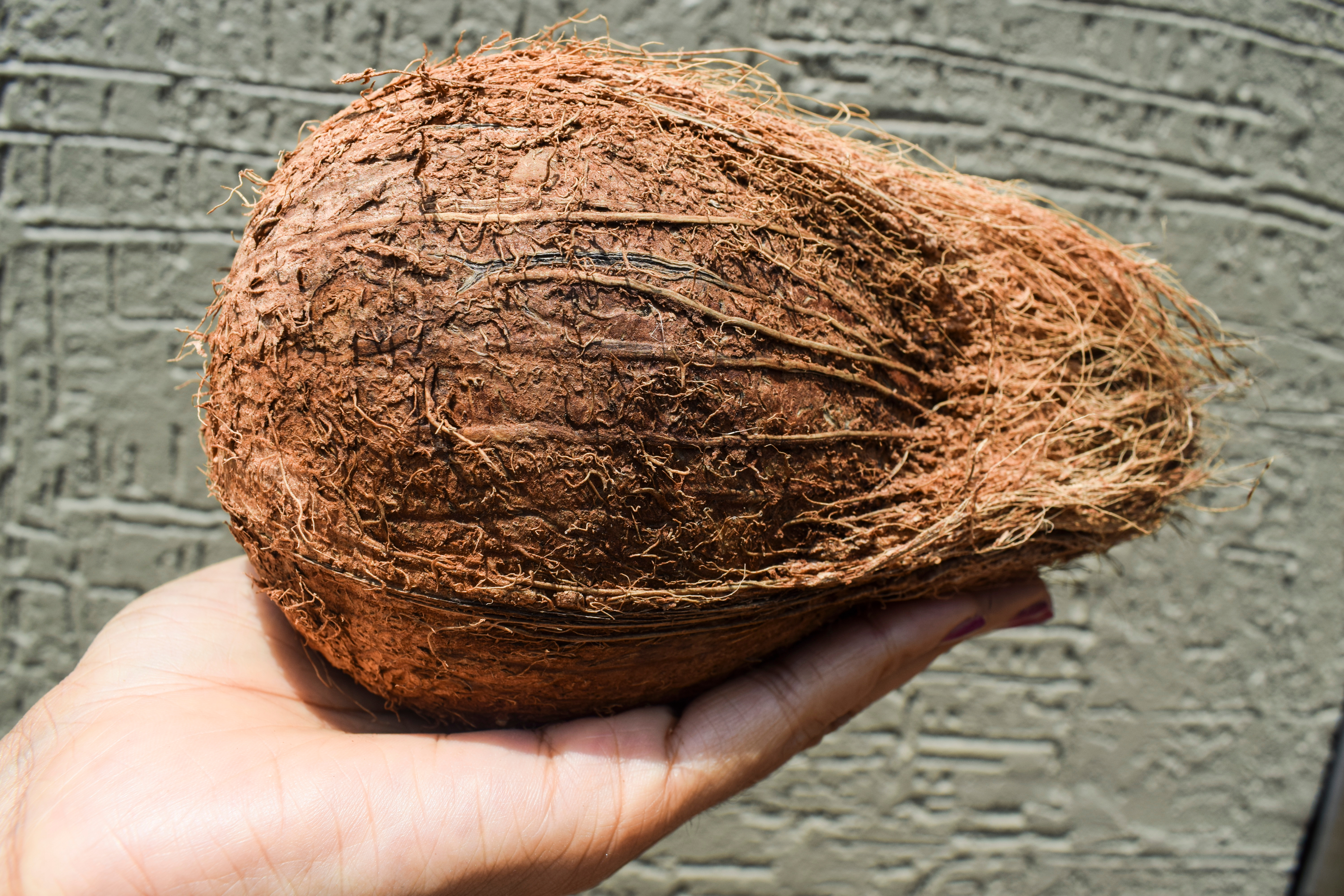 인도 Fresh Mature Coconut - shutterstock_2020147904.jpg