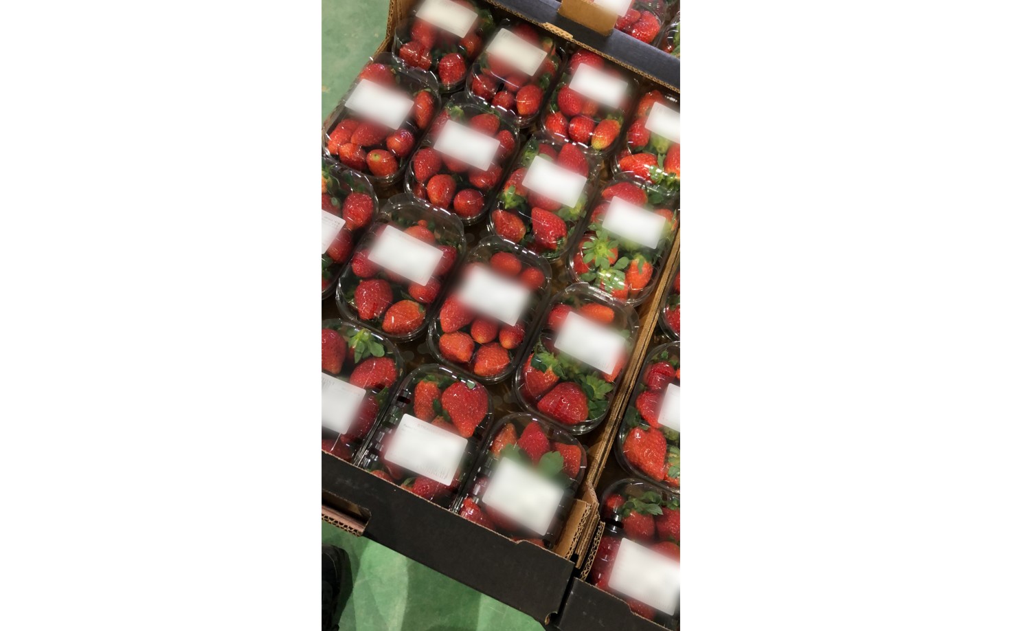 스페인 Fresh Strawberry - 1.jpg