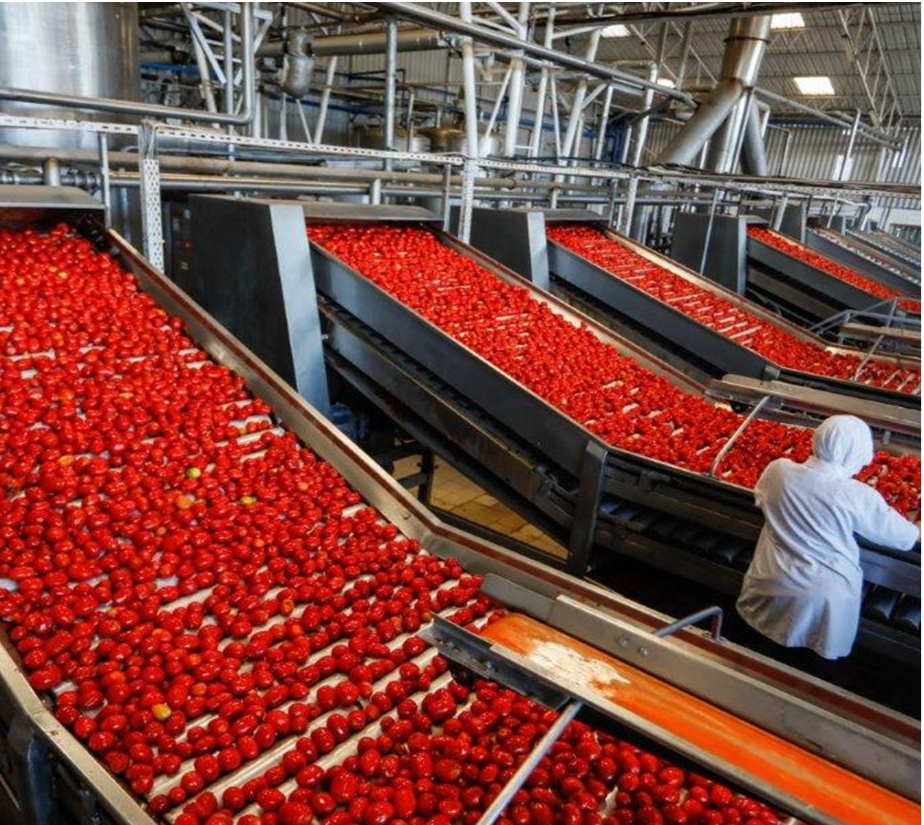 튀르키예 Tomato Paste - tomato_elevator.png