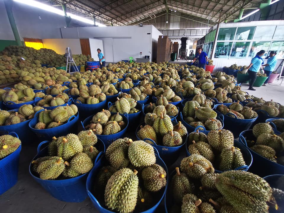 태국 Fresh Common Durian - Thailand-Monthong-Durian-333238.jpg