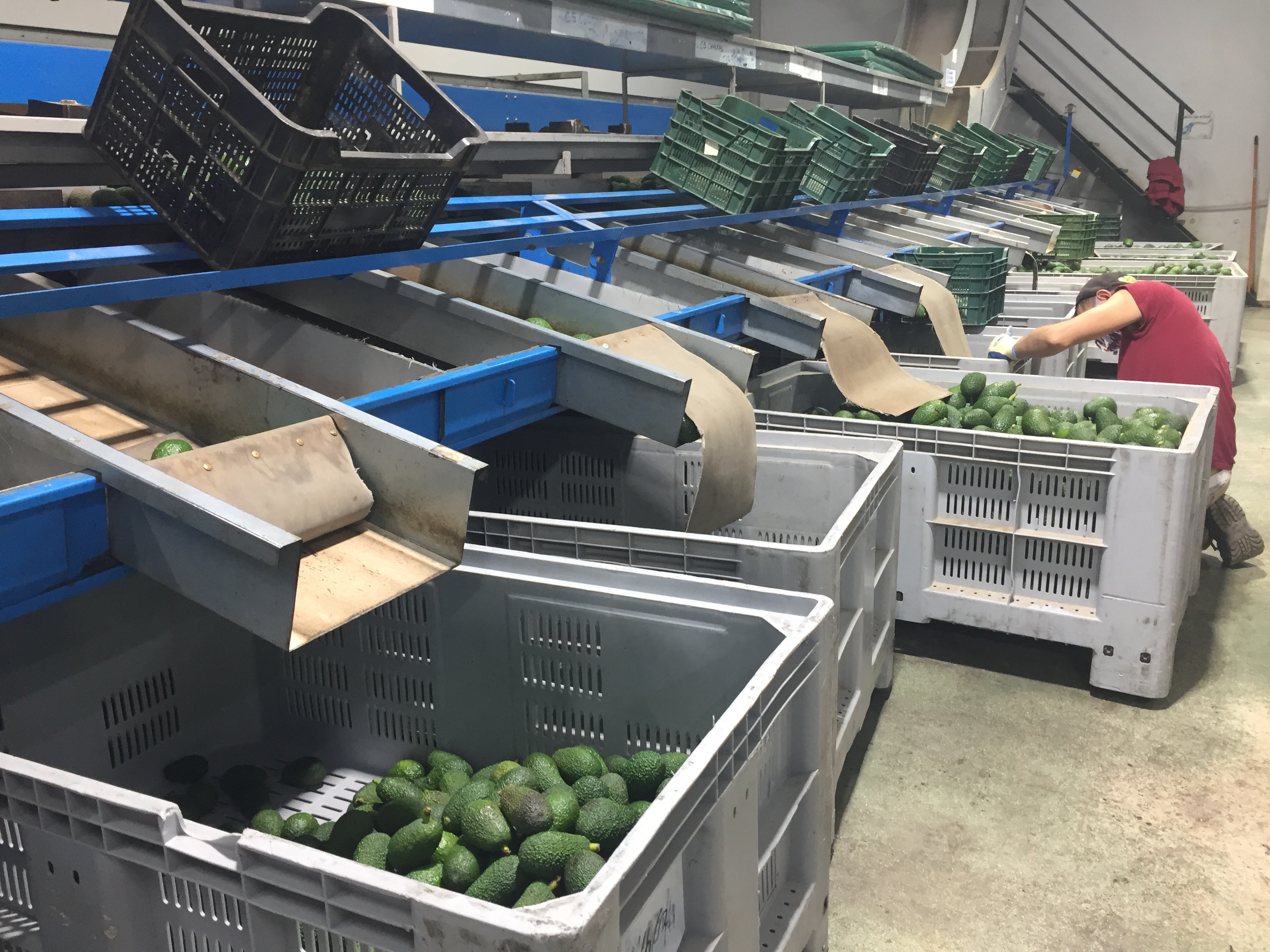 Spain Fresh Avocado - AVOCADO_FACILITIES.JPG