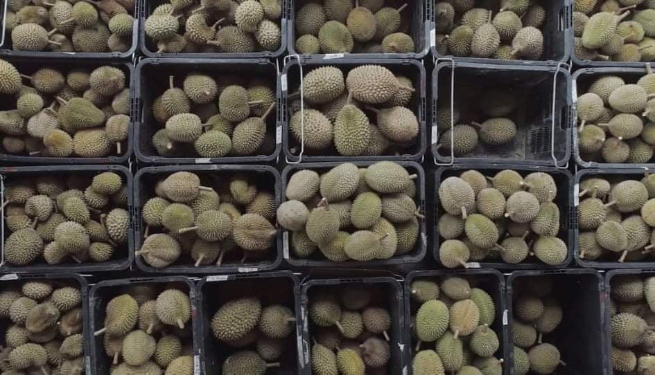 말레이시아 Frozen Common Durian - Malaysia-Frozen-Common-Durian-325748.jpg