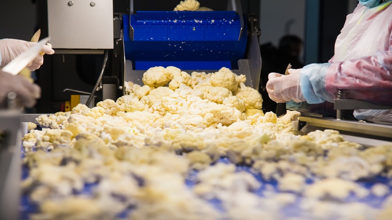 중국 Frozen Cauliflower - CN_Cauliflower_processing2.jpg
