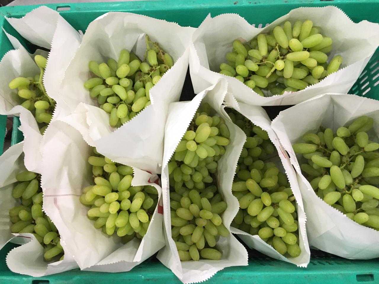 인도 Fresh Table Grape - IMG-20211109-WA0018.jpg
