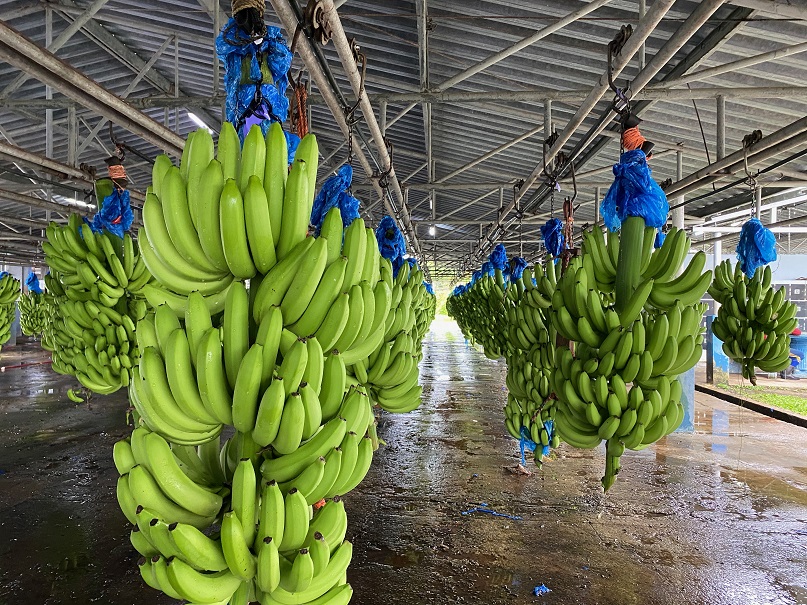 코스타리카 Fresh Banana - a3.jpg
