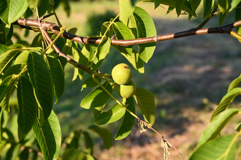 미국 Raw Walnut - shutterstock_2023610870-min.jpg