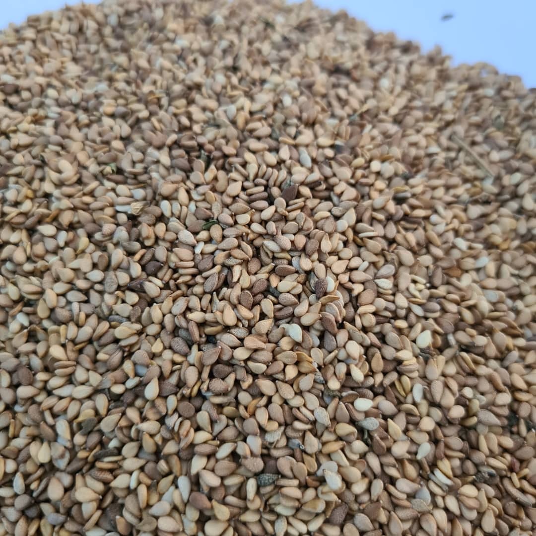 이집트 Sesame Seed - Egypt-Sesame-Seed-933931.jpeg