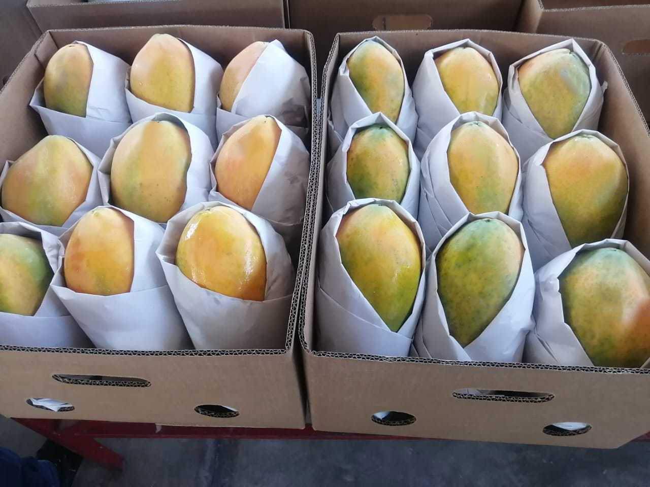 멕시코 Fresh Papaya - Mexico-Fresh-Papaya-924607.jpg