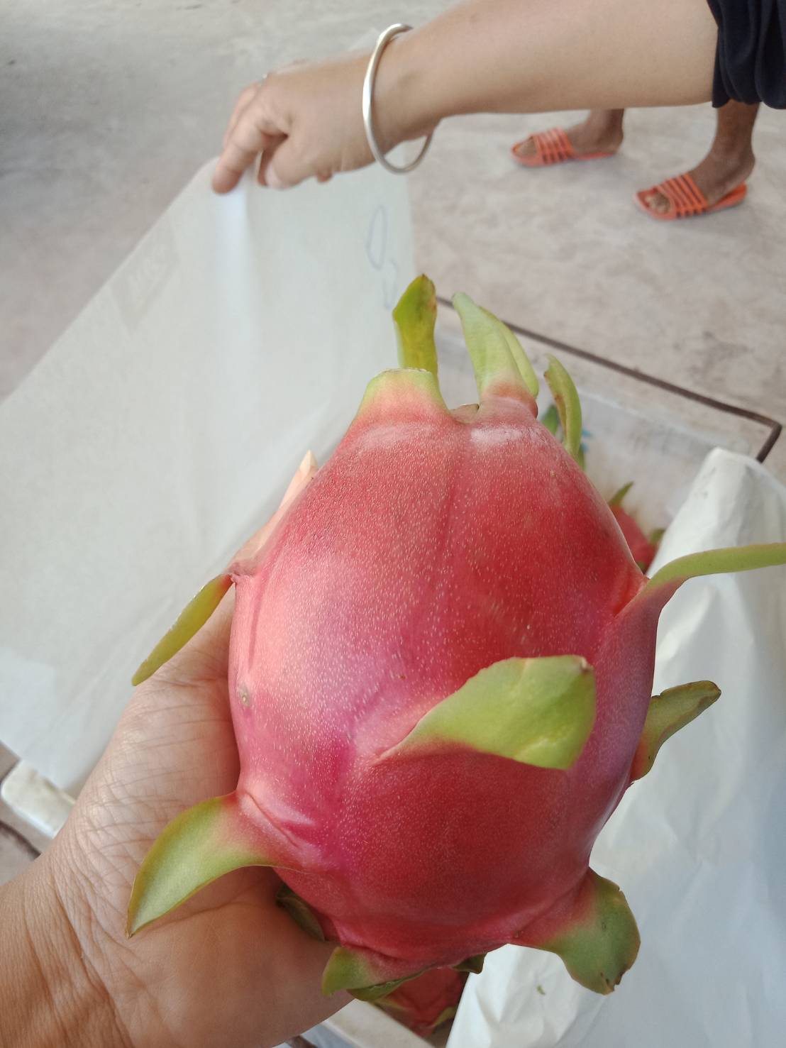 태국 Fresh Dragon Fruit - Thailand-Dragon-Fruit-886646.jpeg
