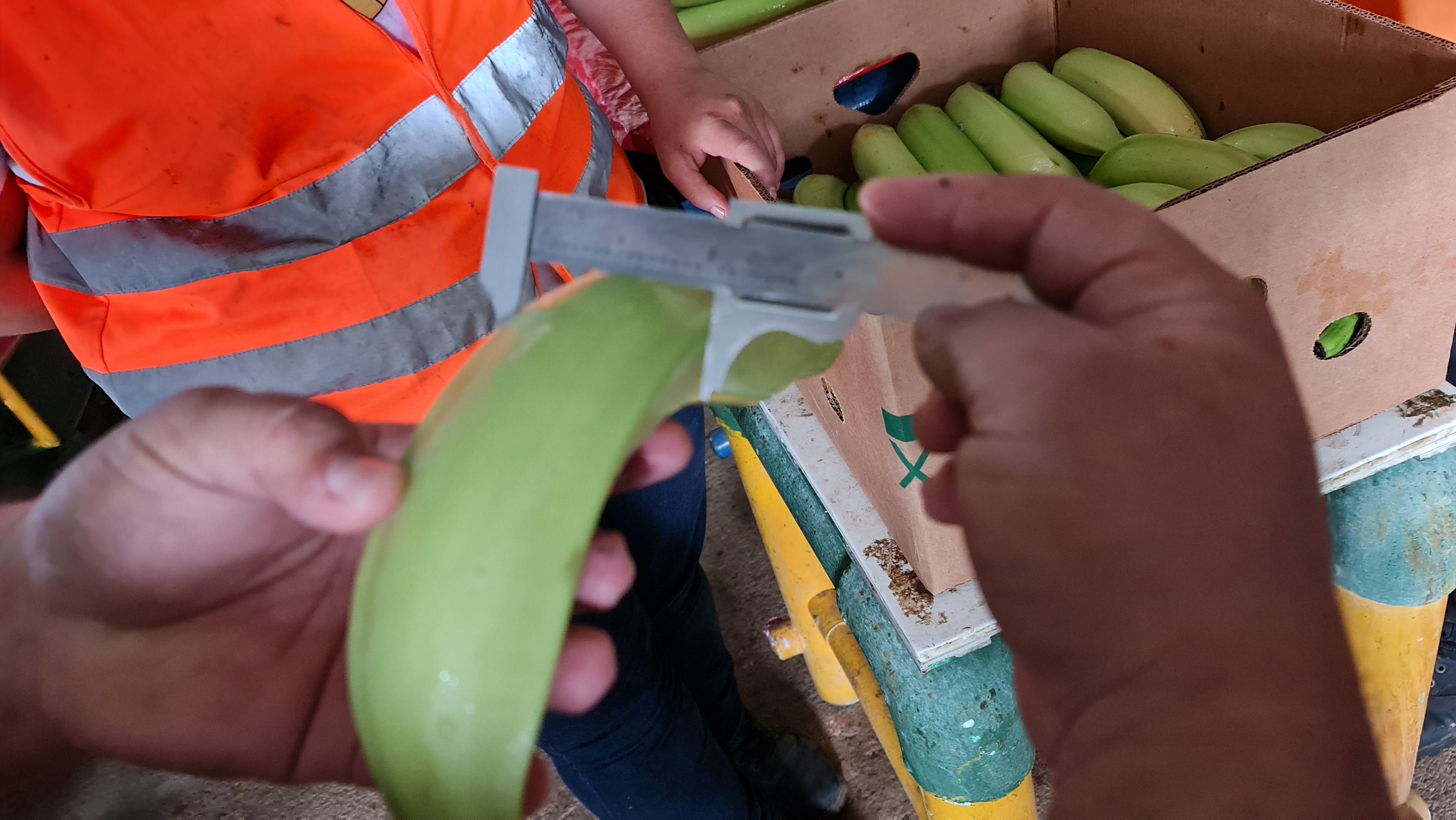 Guatemala Fresh Plantain - Guatemala-Plantain-516143.jpg